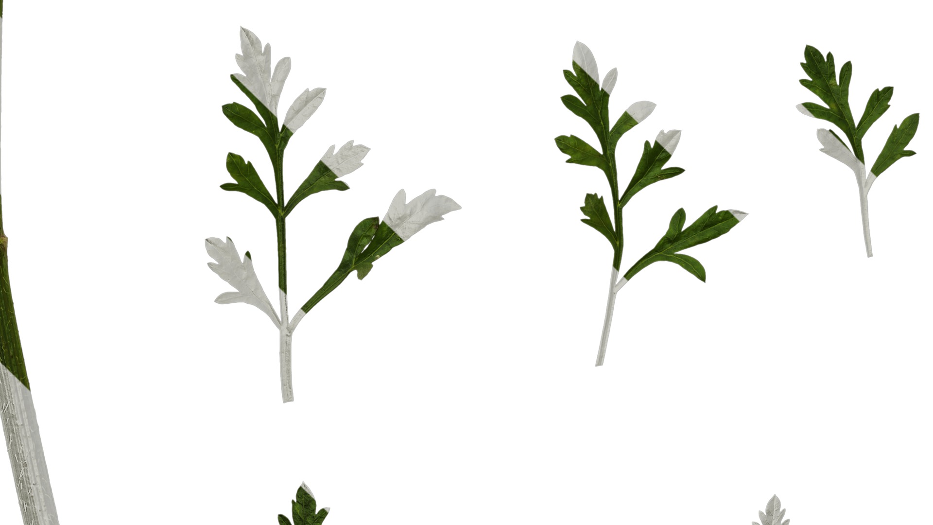 Anydrafts Ammi black knight Leaf 01 Texture_5