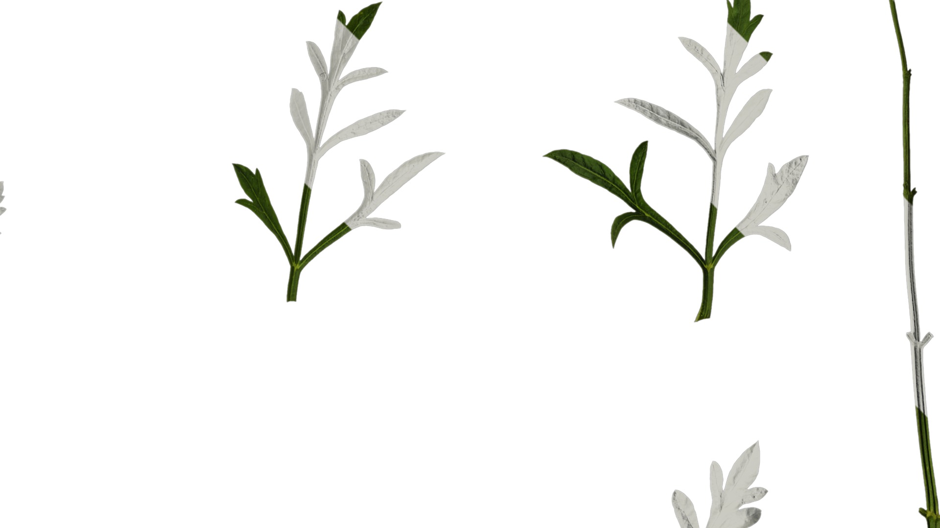 Anydrafts Ammi black knight Leaf 01 Texture_2