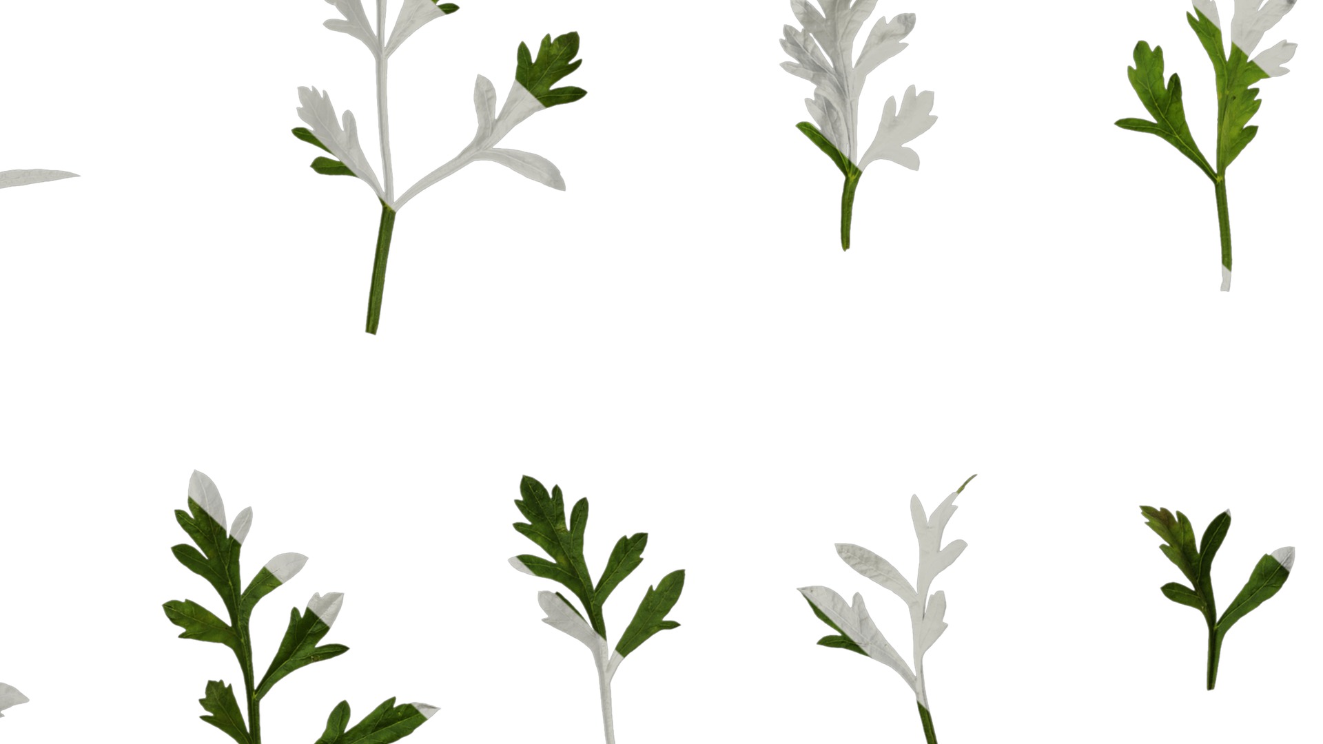 Anydrafts Ammi black knight Leaf 01 Texture_7