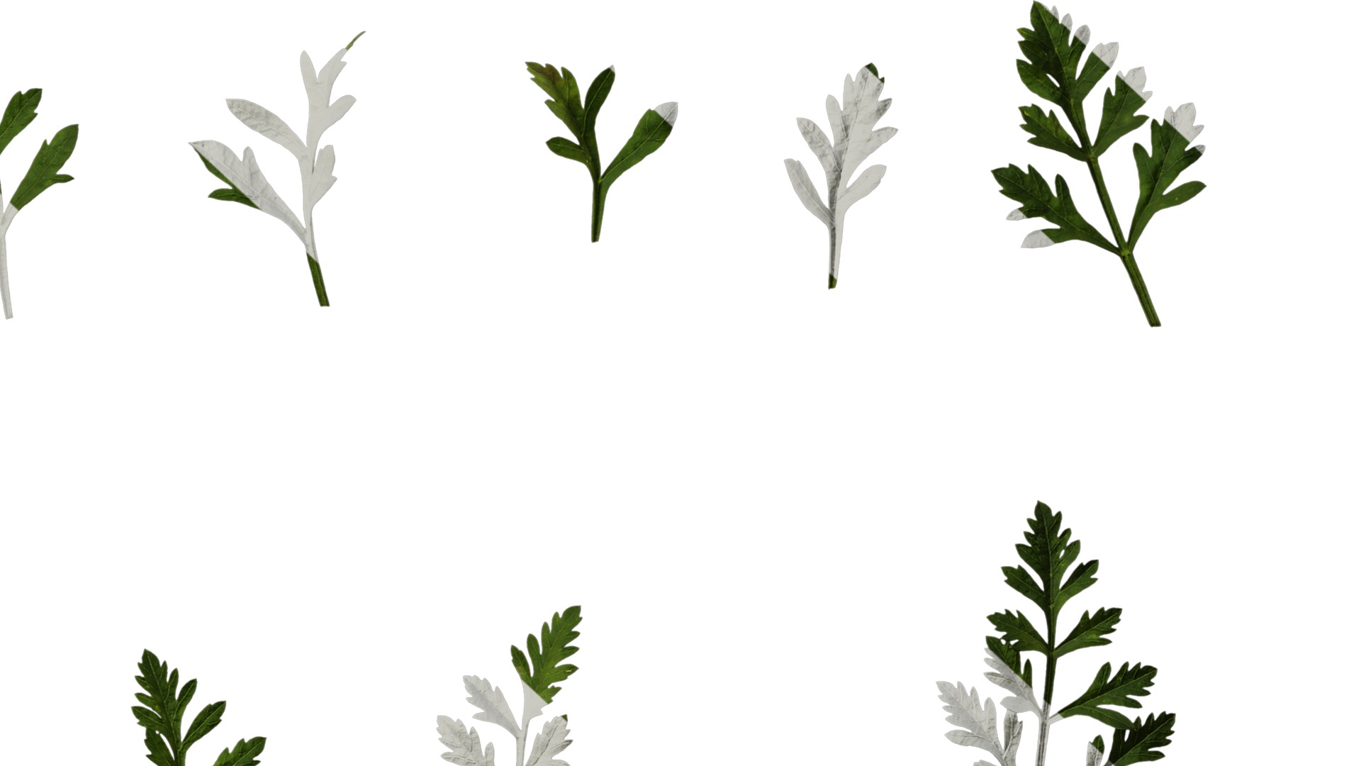 Anydrafts Ammi black knight Leaf 01 Texture_6