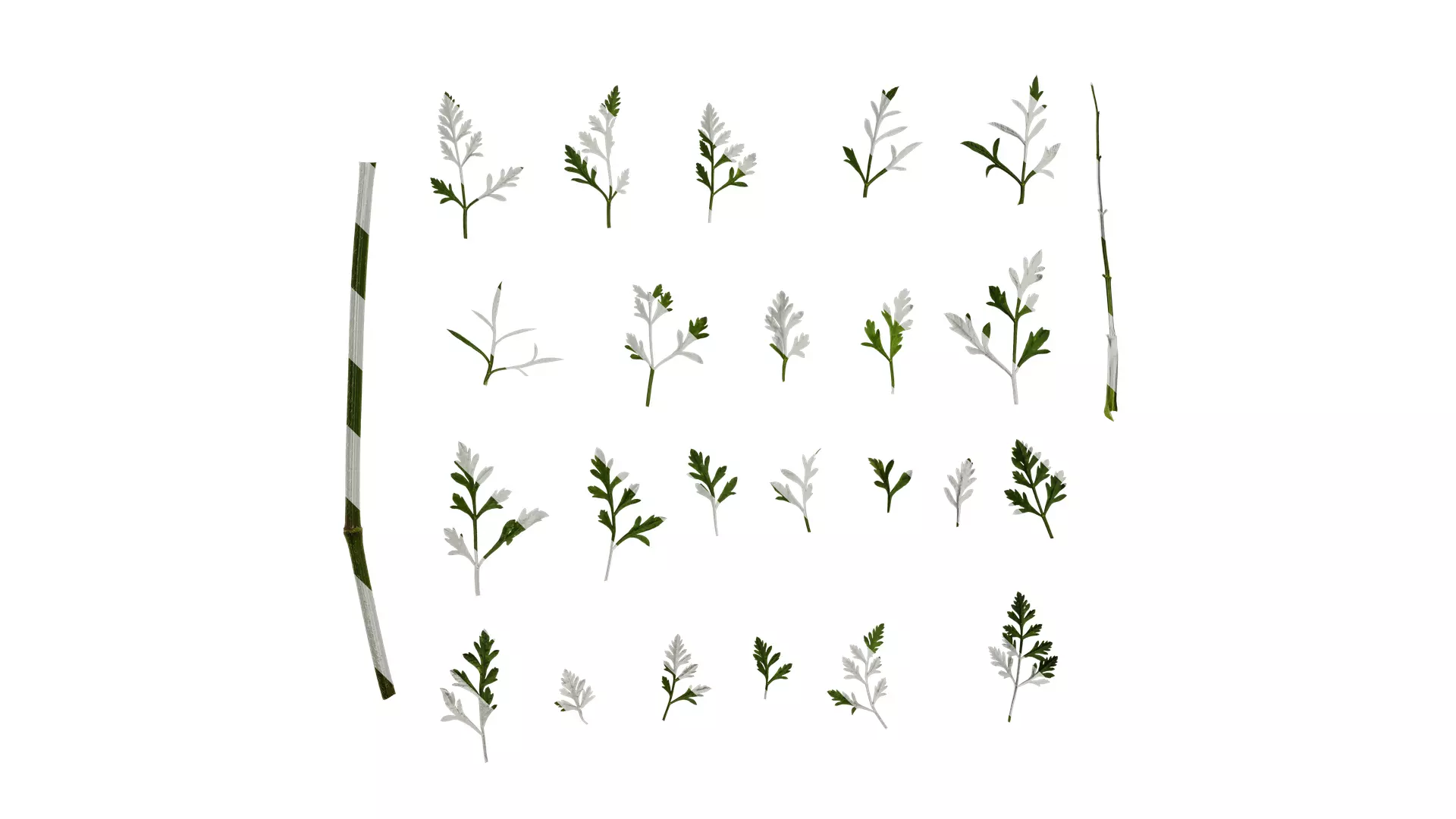 Anydrafts Ammi black knight Leaf 01 Texture_0