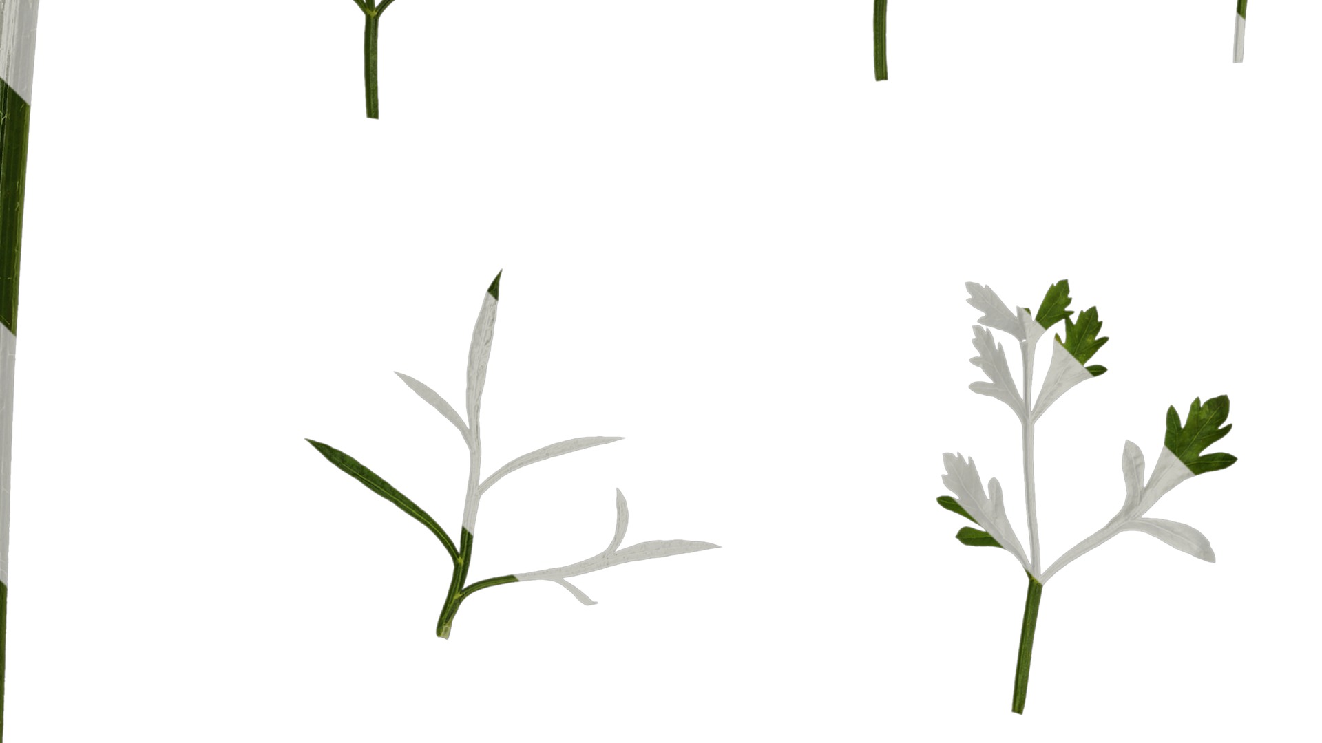 Anydrafts Ammi black knight Leaf 01 Texture_3