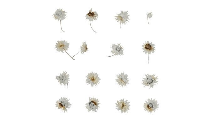 Anydrafts Anaphalis nepalensis Flower 01 Texture