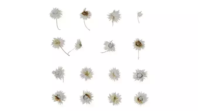 Anydrafts Anaphalis nepalensis Flower 01 Texture