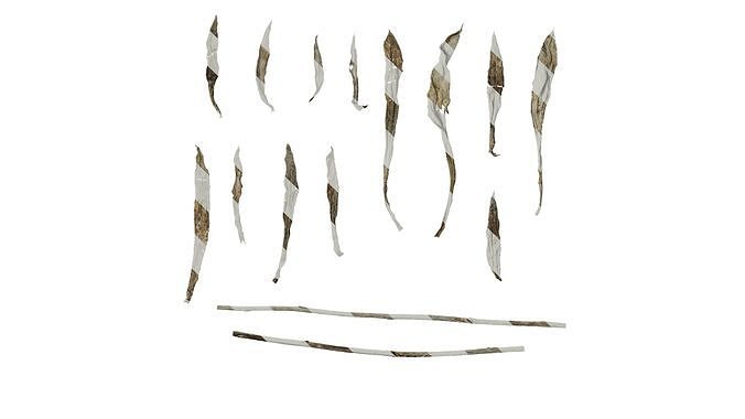 Anydrafts Anaphalis nepalensis Leaf 01 Texture