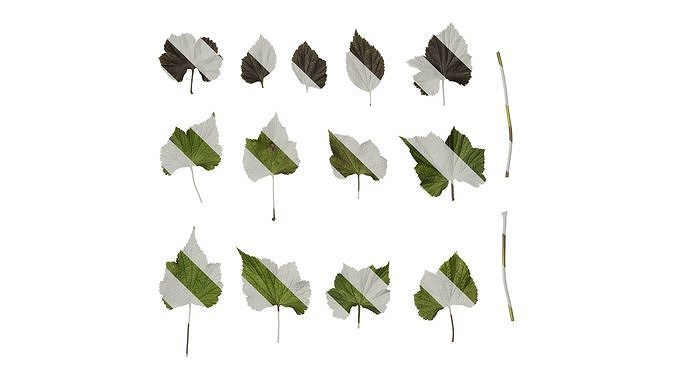 Anydrafts Anemone cathayensis Leaf 03 Texture