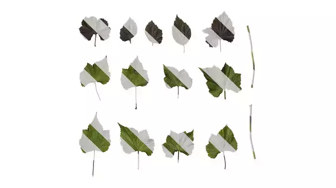 Anydrafts Anemone cathayensis Leaf 03