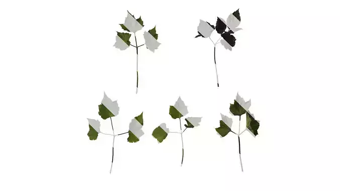 Anydrafts Anemone cathayensis Leaf 04