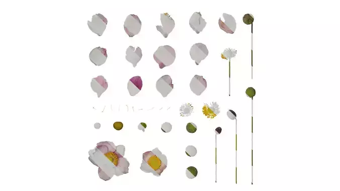 Anydrafts Anemone vitifolia Flower 05