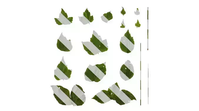 Anydrafts Anemone vitifolia Leaf 02