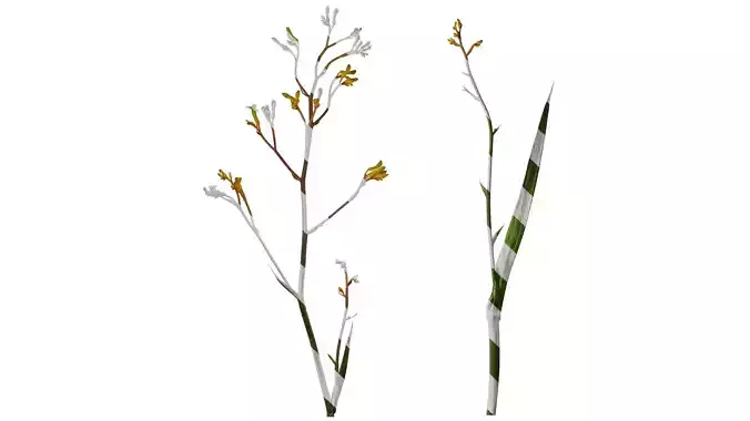 Anydrafts Anigozanthos flavidus Atlas 01