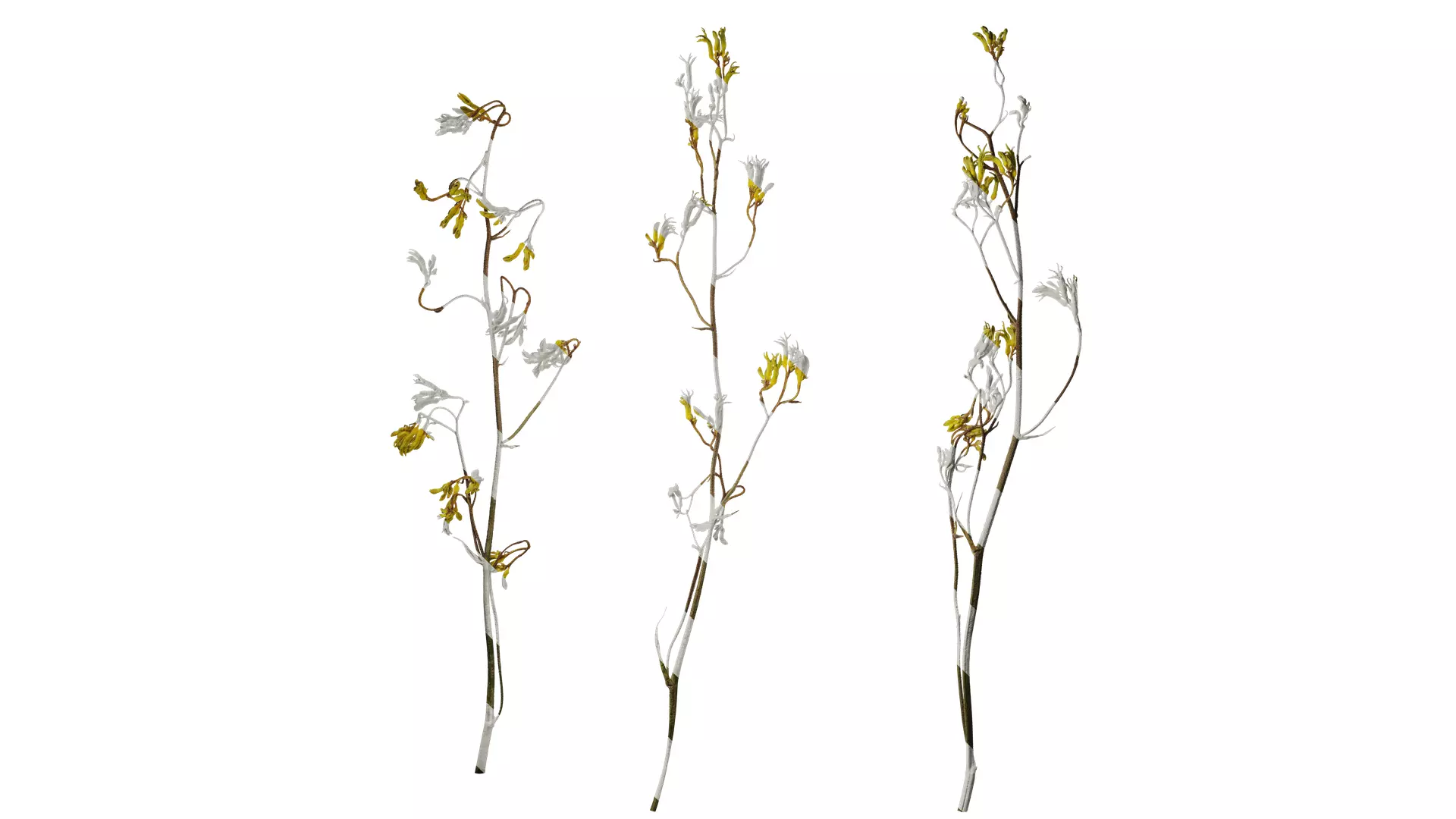 Anydrafts Anigozanthos flavidus Atlas 03 Texture_0