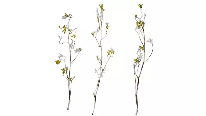 Anydrafts Anigozanthos flavidus Atlas 03