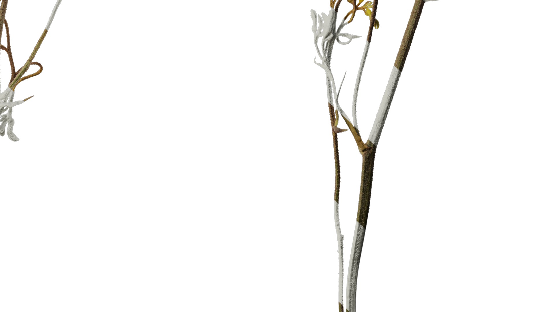 Anydrafts Anigozanthos flavidus Atlas 03 Texture_6