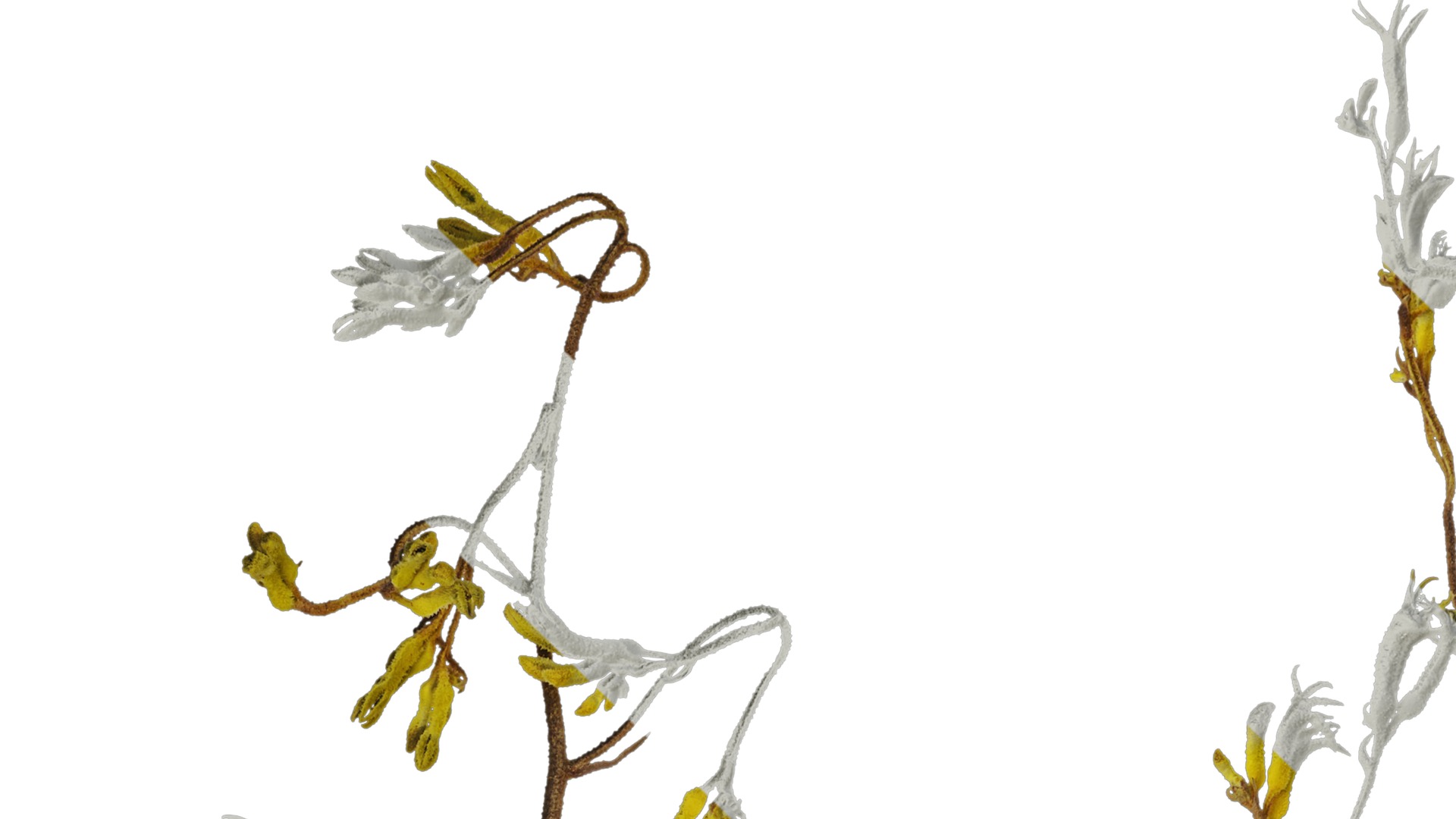 Anydrafts Anigozanthos flavidus Atlas 03 Texture_1