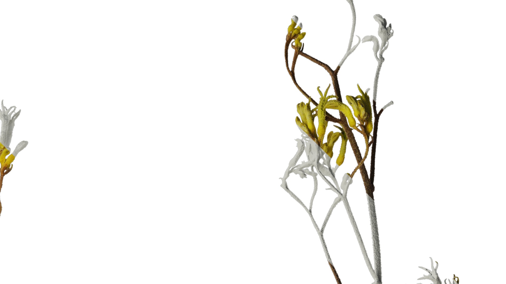 Anydrafts Anigozanthos flavidus Atlas 03 Texture_2