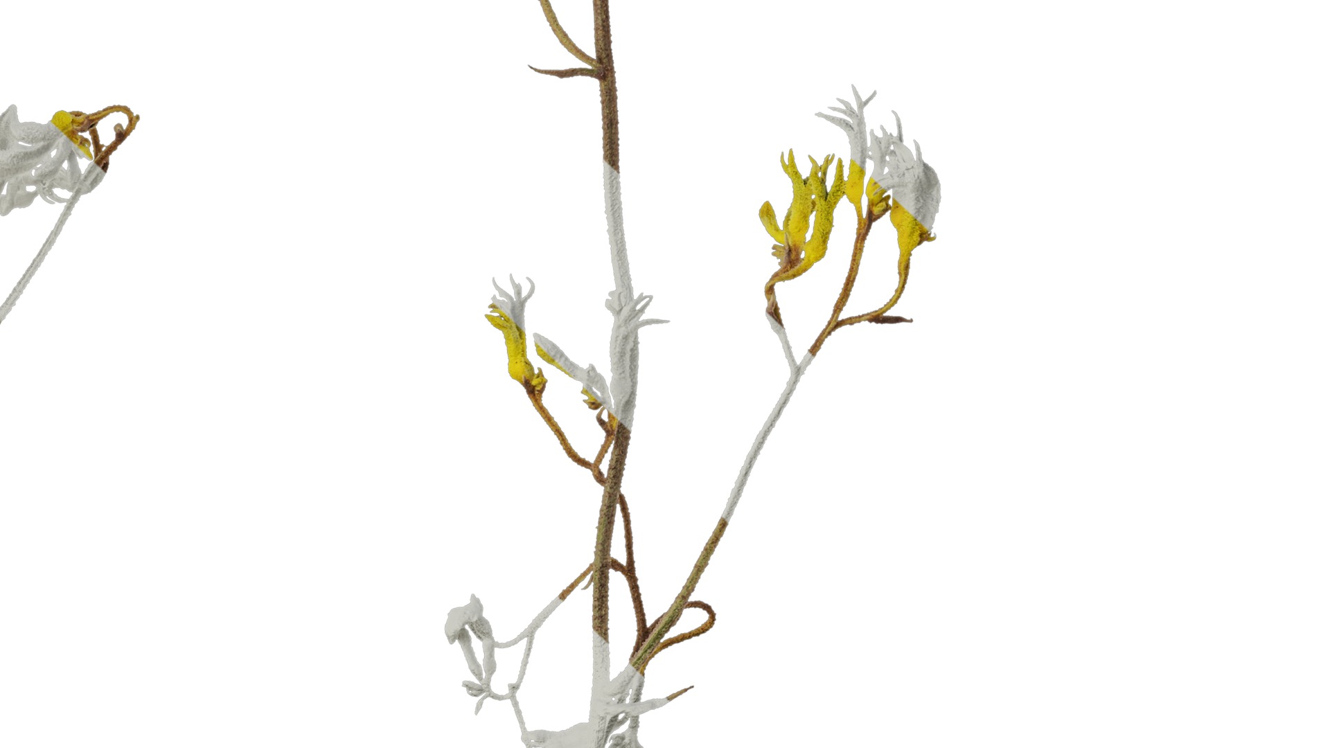 Anydrafts Anigozanthos flavidus Atlas 03 Texture_7