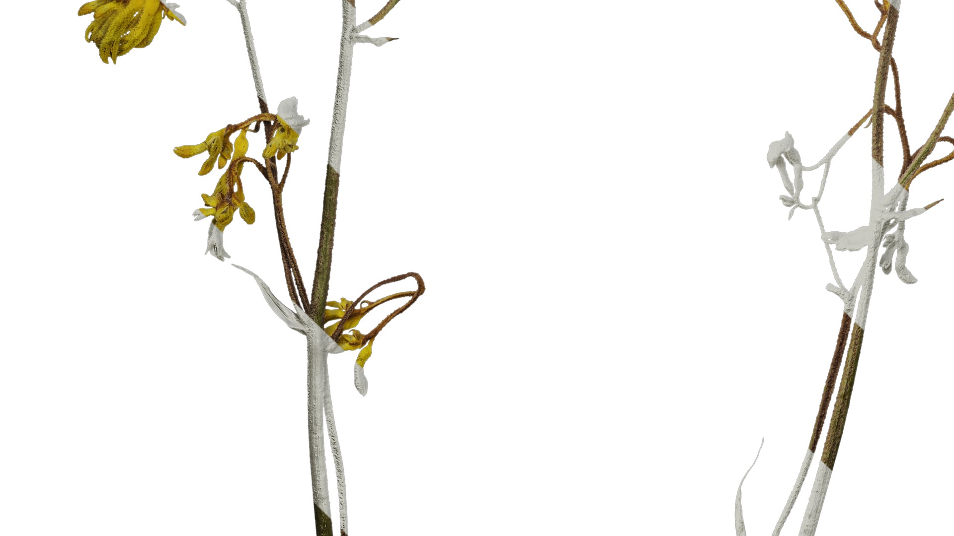 Anydrafts Anigozanthos flavidus Atlas 03 Texture_5