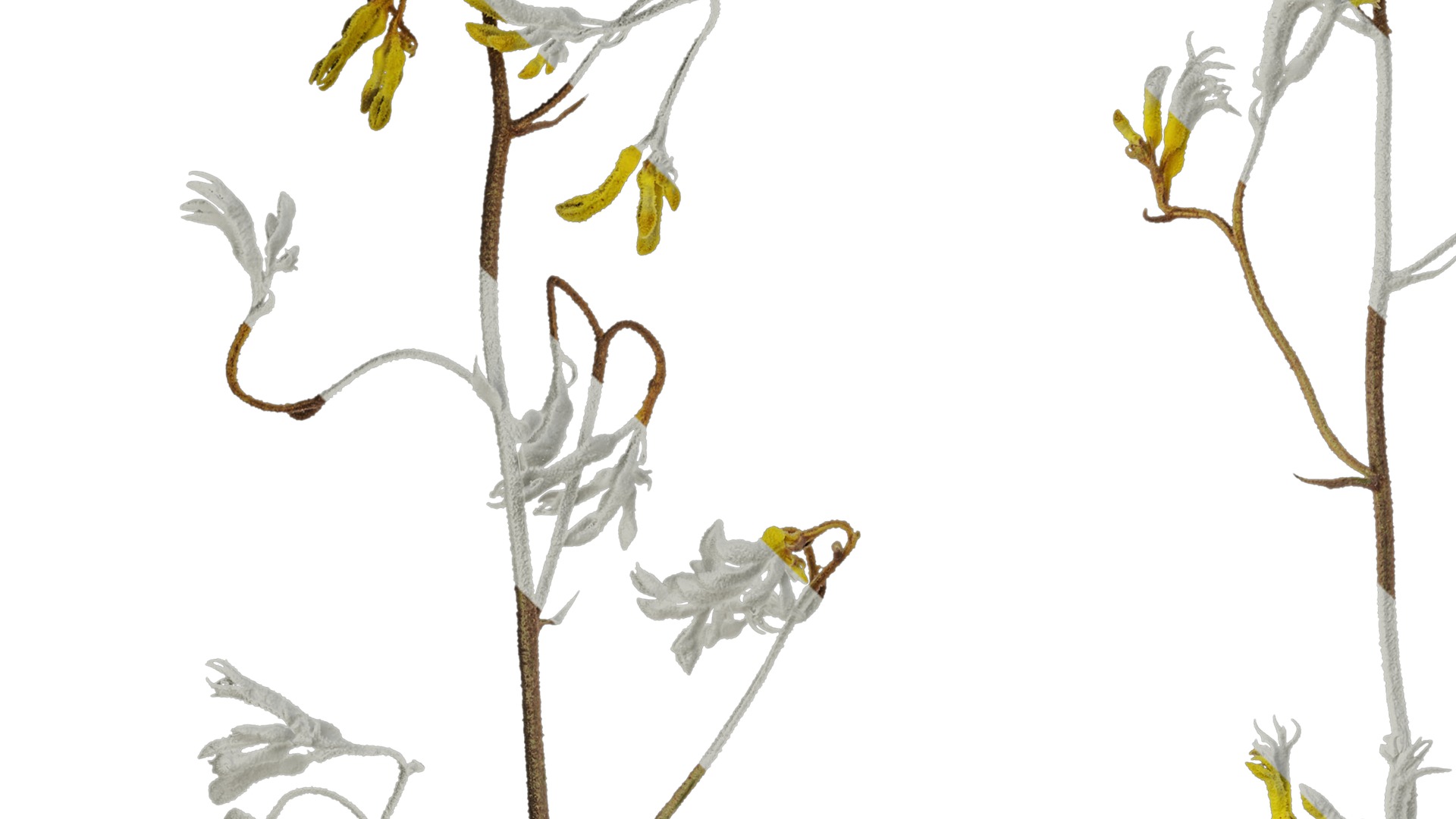 Anydrafts Anigozanthos flavidus Atlas 03 Texture_3