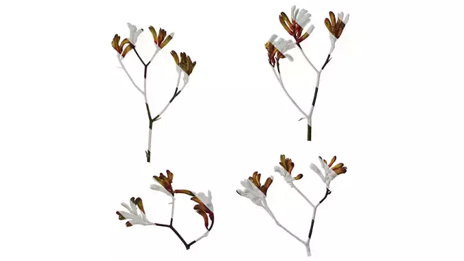 Anydrafts Anigozanthos flavidus Atlas 06