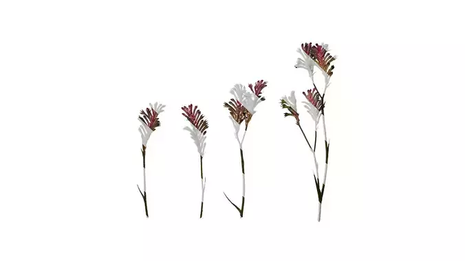 Anydrafts Anigozanthos flavidus Atlas 09