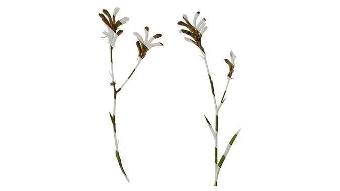 Anydrafts Anigozanthos flavidus Atlas 10 Texture