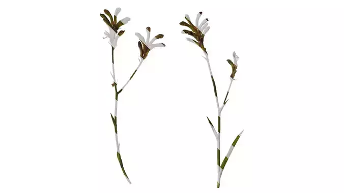 Anydrafts Anigozanthos flavidus Atlas 10