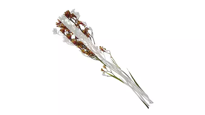 Anydrafts Anigozanthos flavidus Atlas 11