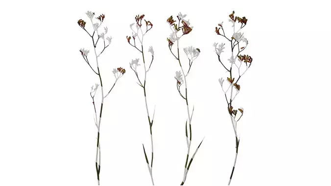 Anydrafts Anigozanthos flavidus Atlas 12