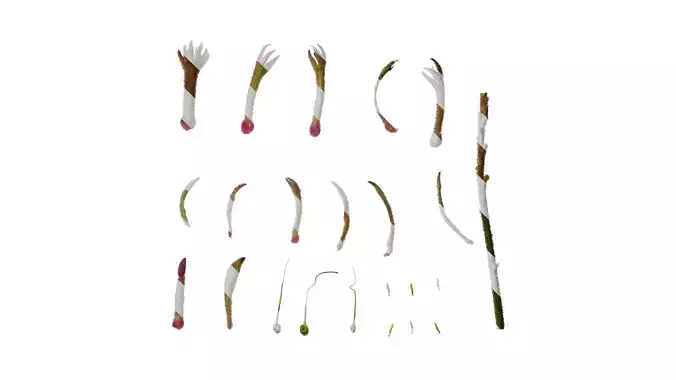 Anydrafts Anigozanthos flavidus Flower 01