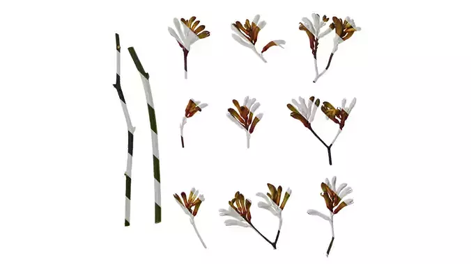 Anydrafts Anigozanthos flavidus Flower 05