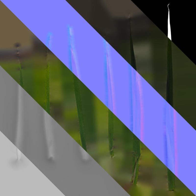 Anydrafts Anigozanthos flavidus Leaf 06 Texture_8