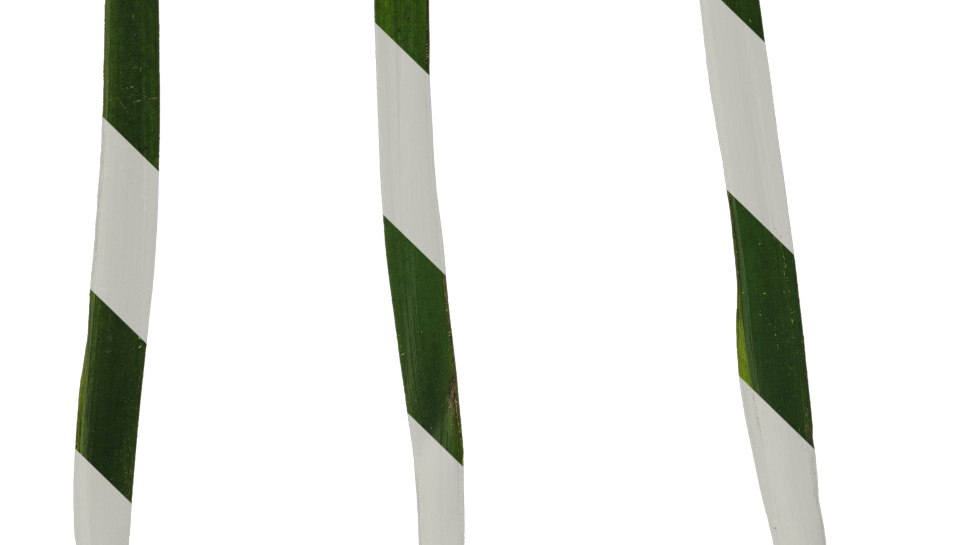 Anydrafts Anigozanthos flavidus Leaf 06 Texture_5