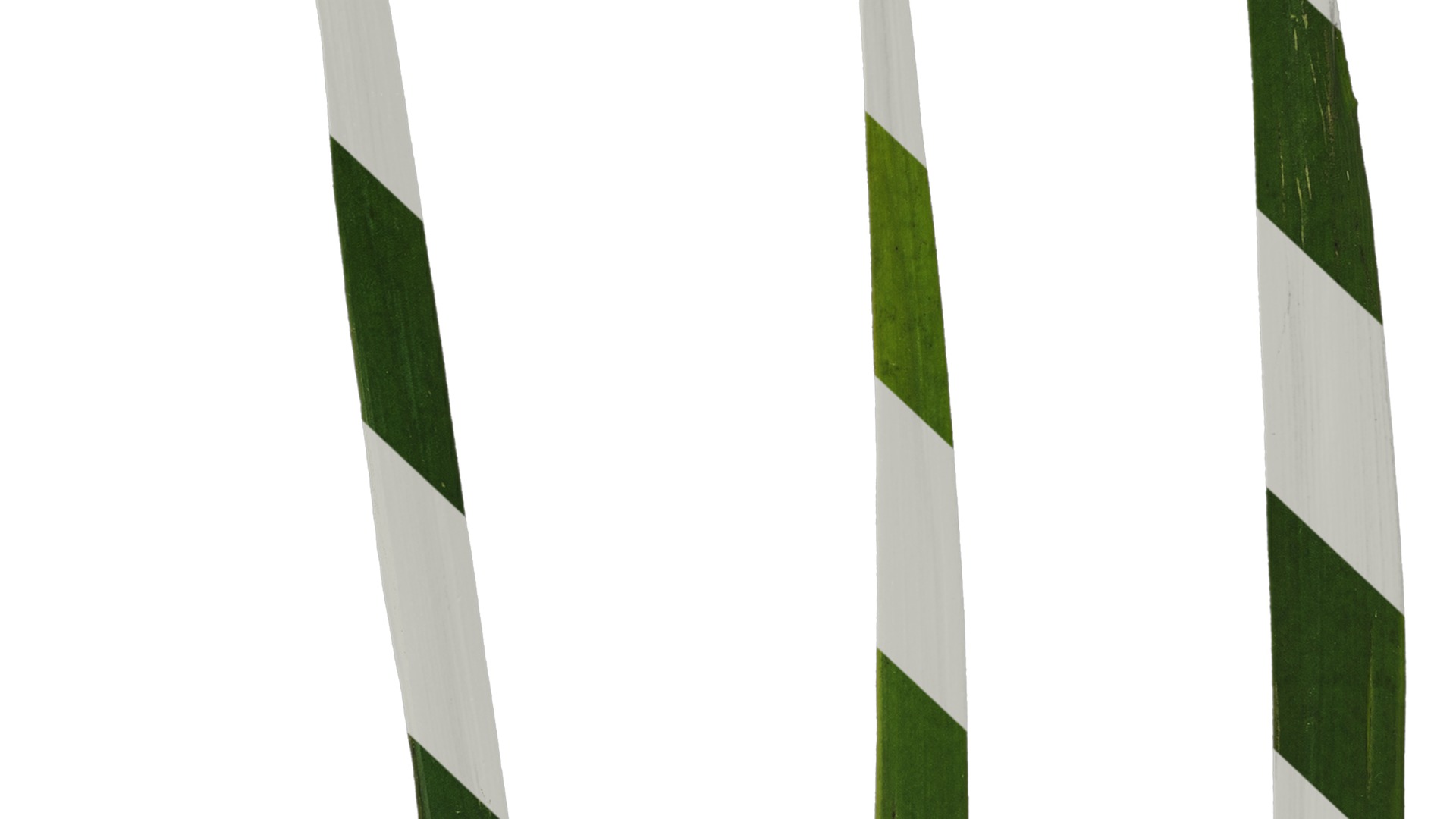 Anydrafts Anigozanthos flavidus Leaf 06 Texture_7