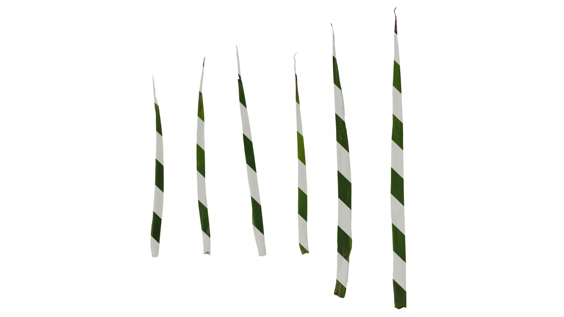 Anydrafts Anigozanthos flavidus Leaf 06 Texture_0