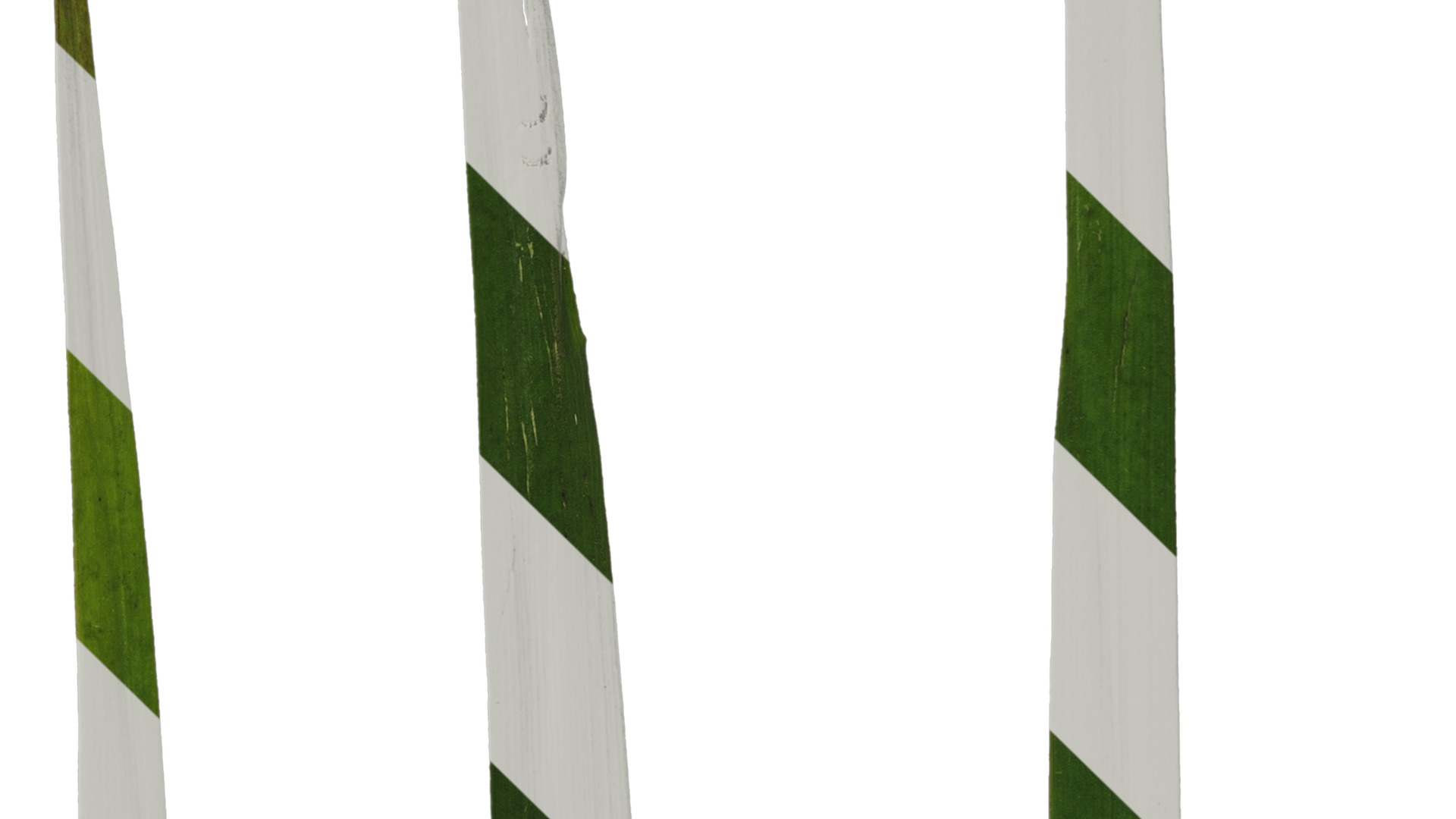 Anydrafts Anigozanthos flavidus Leaf 06 Texture_4