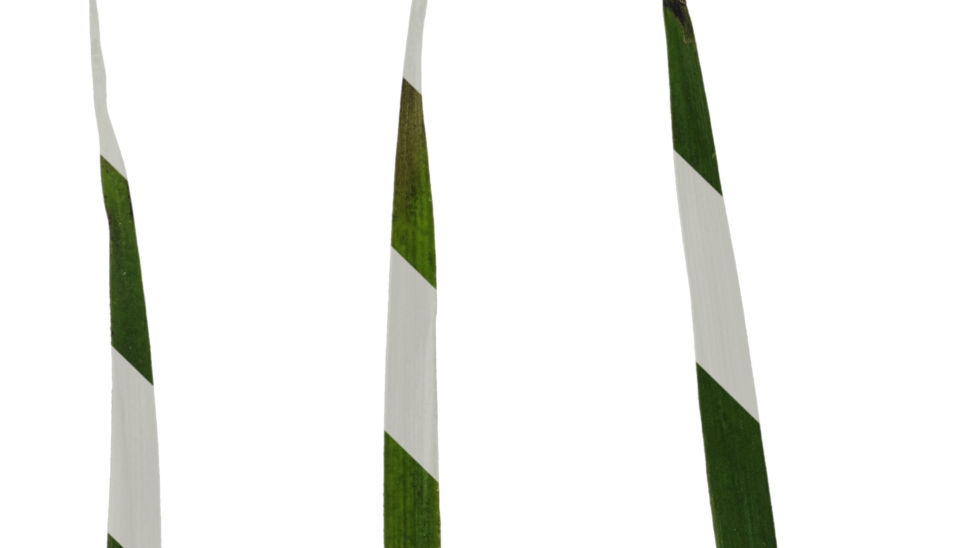 Anydrafts Anigozanthos flavidus Leaf 06 Texture_3