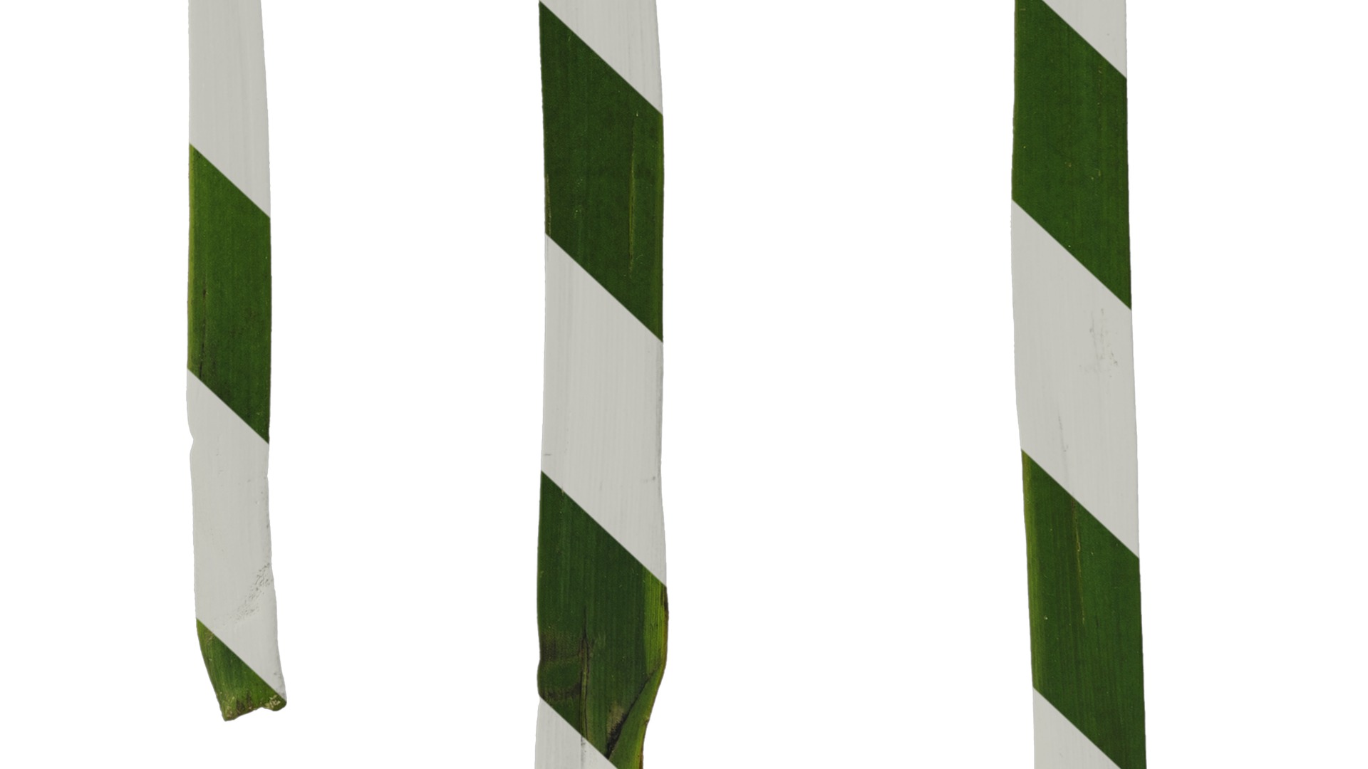 Anydrafts Anigozanthos flavidus Leaf 06 Texture_6