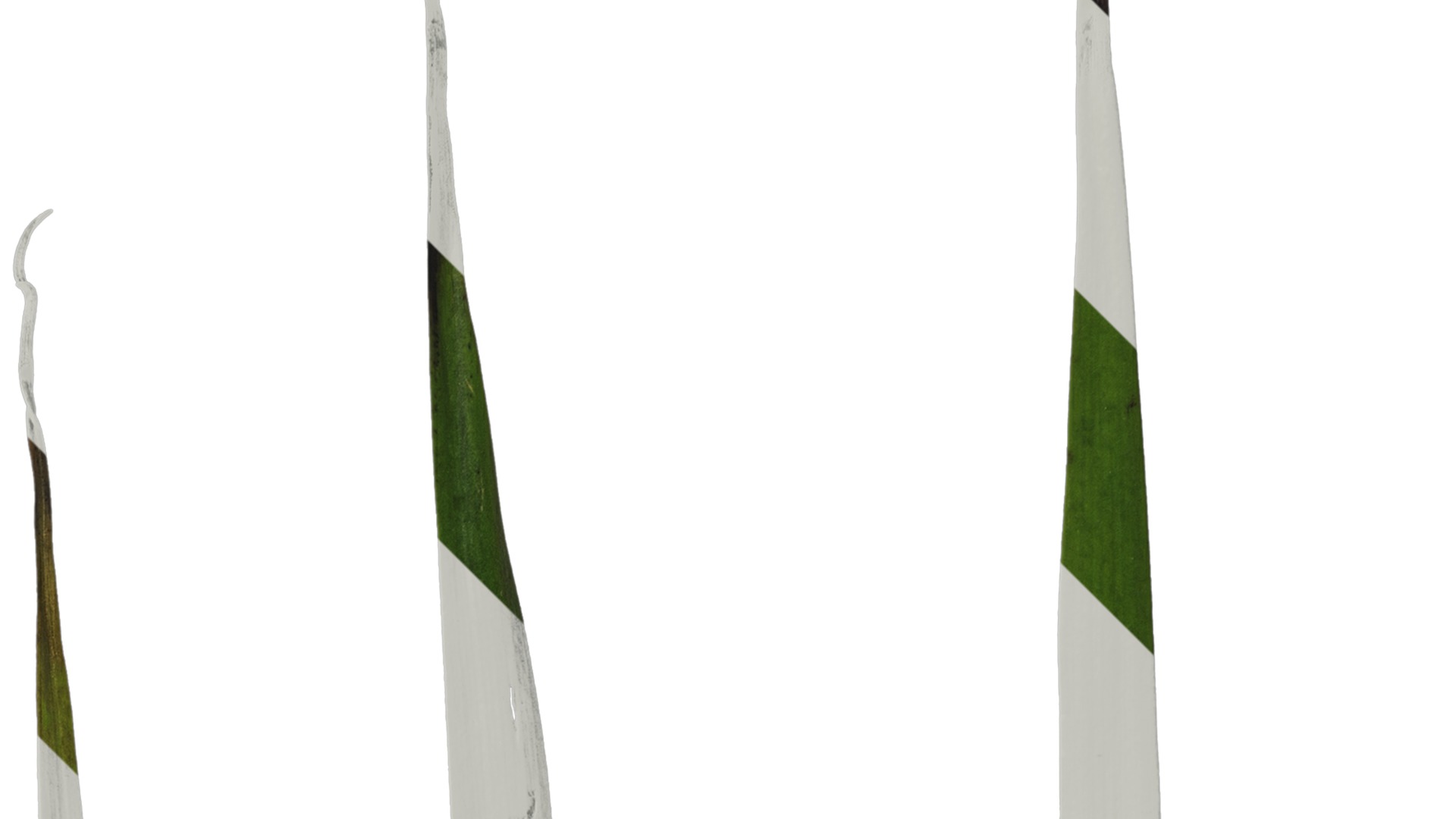 Anydrafts Anigozanthos flavidus Leaf 06 Texture_2