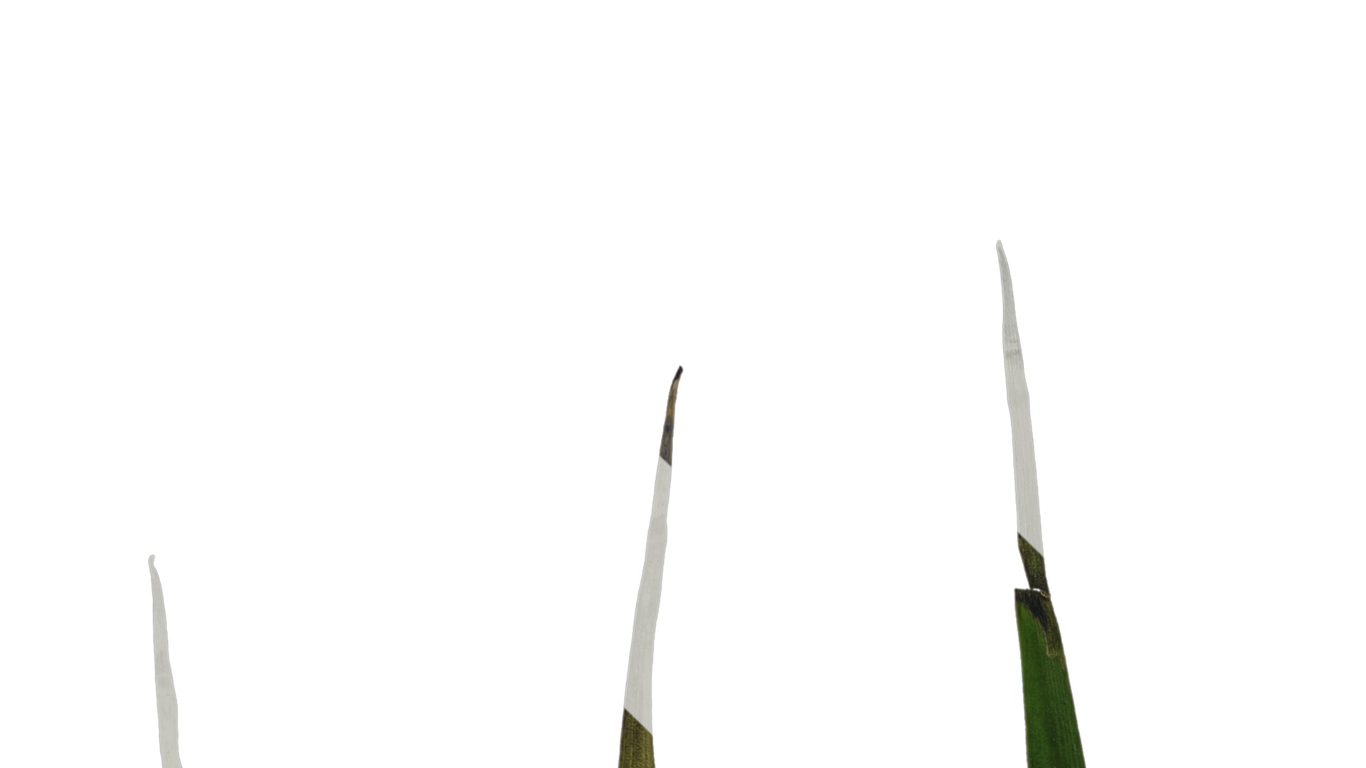 Anydrafts Anigozanthos flavidus Leaf 06 Texture_1