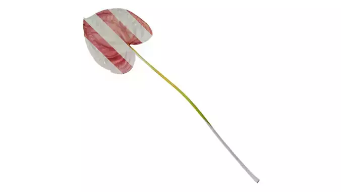 Anydrafts Anthurium andraeanum pink Atlas 01