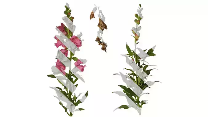 Anydrafts Antirrhinum majus Atlas 01