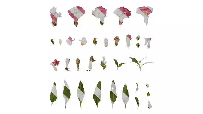 Anydrafts Antirrhinum majus Atlas 02 Texture