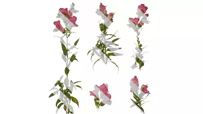 Anydrafts Antirrhinum majus Atlas 03