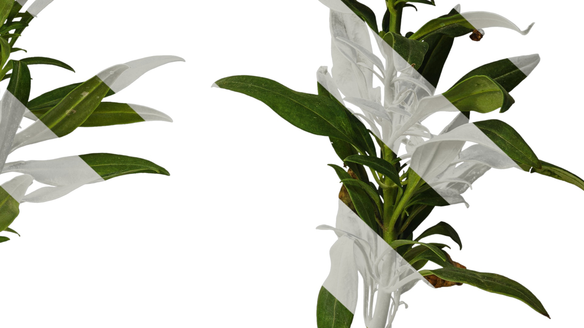 Anydrafts Antirrhinum majus Atlas 04 Texture_6