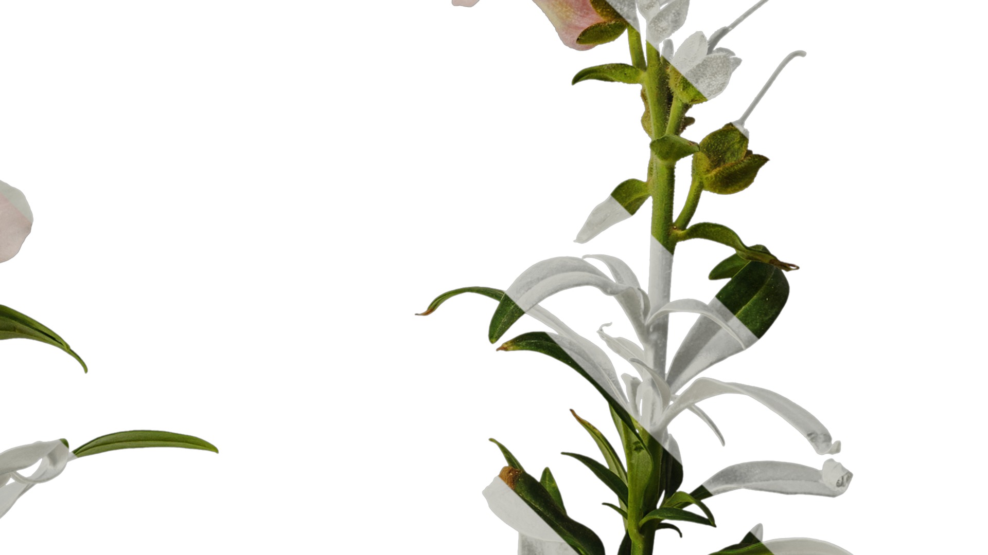 Anydrafts Antirrhinum majus Atlas 04 Texture_4