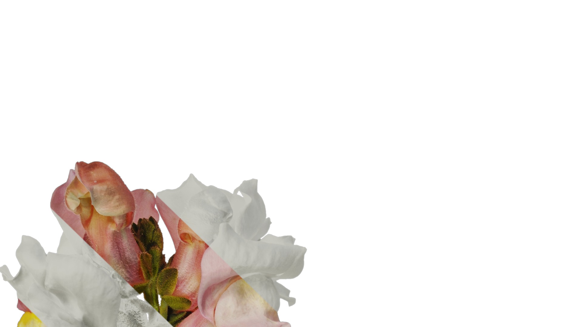 Anydrafts Antirrhinum majus Atlas 04 Texture_1