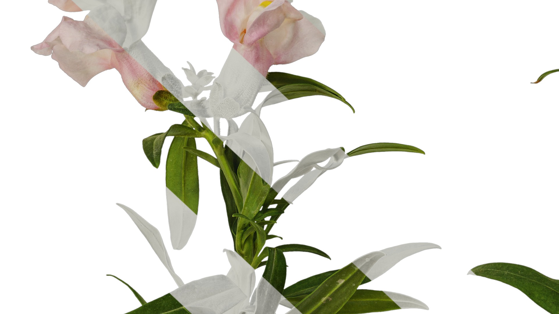 Anydrafts Antirrhinum majus Atlas 04 Texture_7