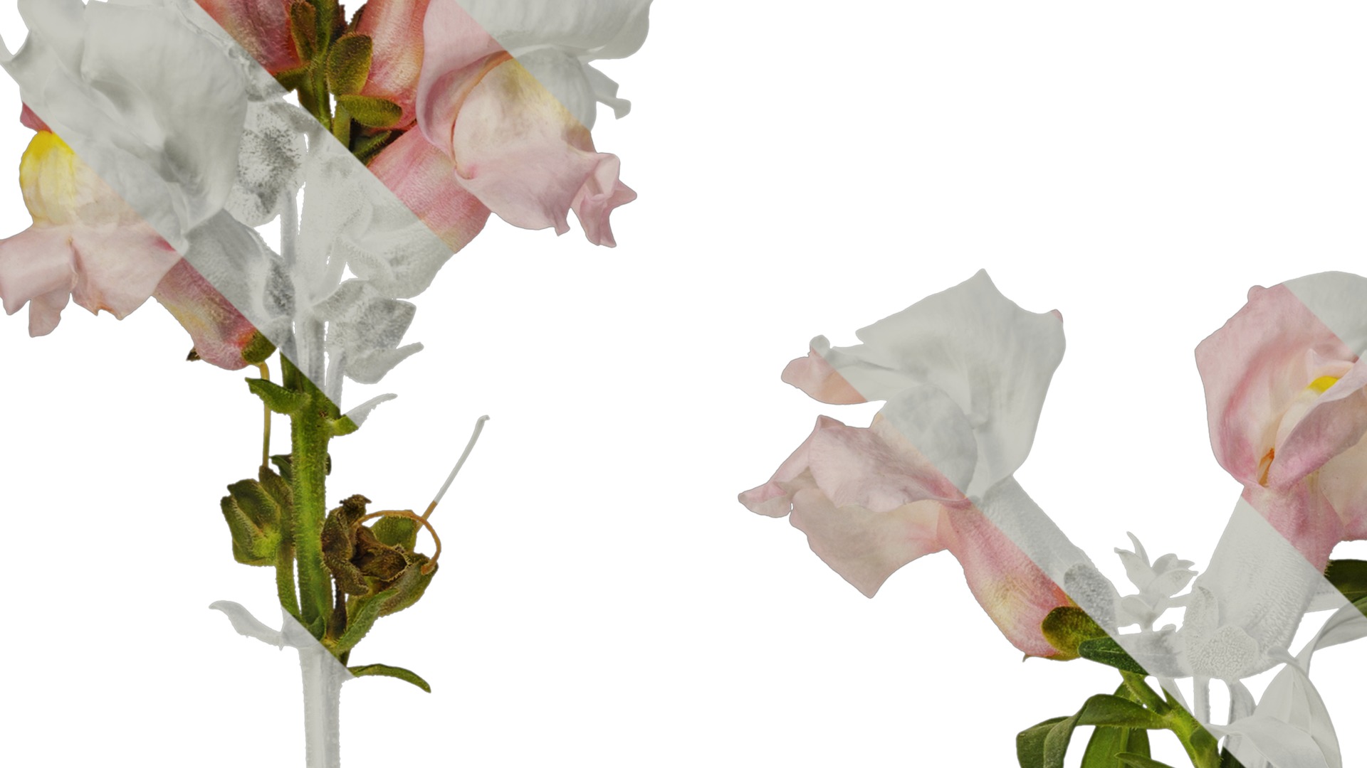 Anydrafts Antirrhinum majus Atlas 04 Texture_3