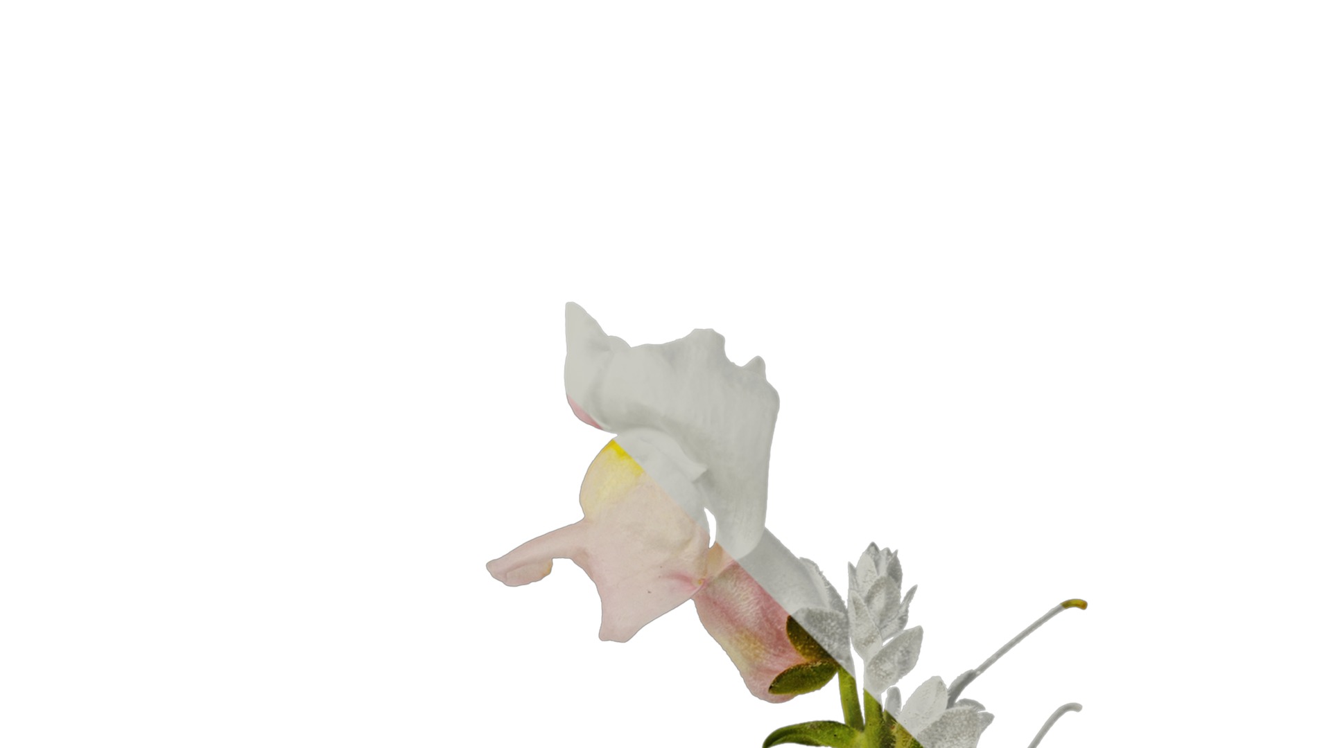 Anydrafts Antirrhinum majus Atlas 04 Texture_2